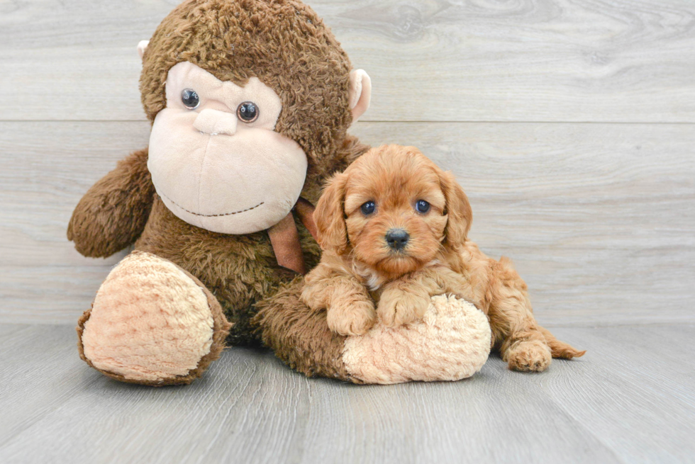 Cavapoo Puppy for Adoption