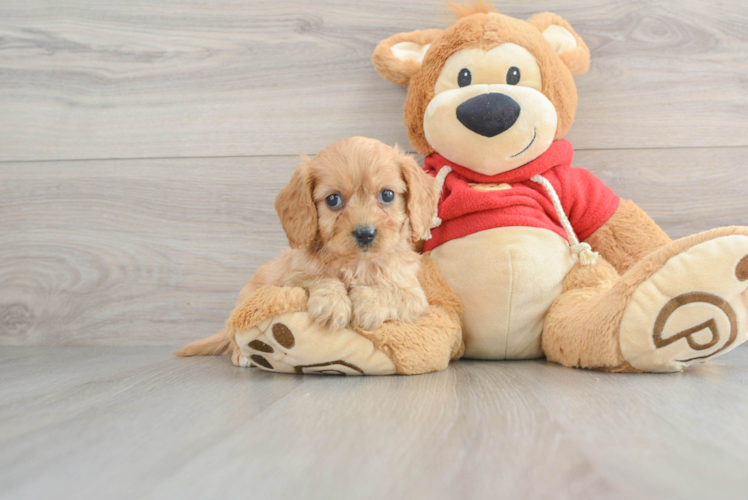 Cavapoo Puppy for Adoption