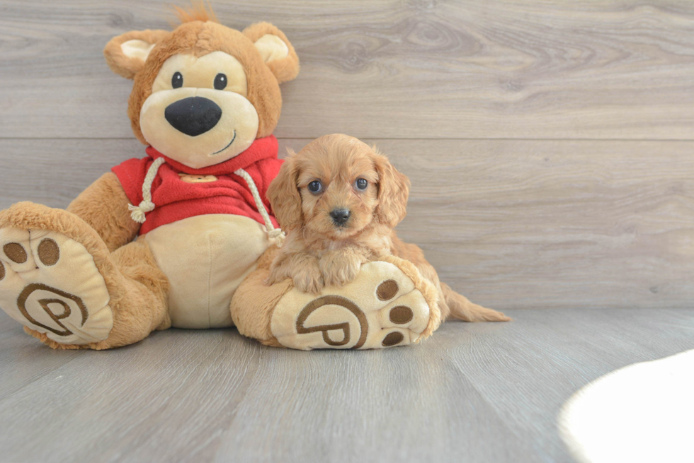 Best Cavapoo Baby