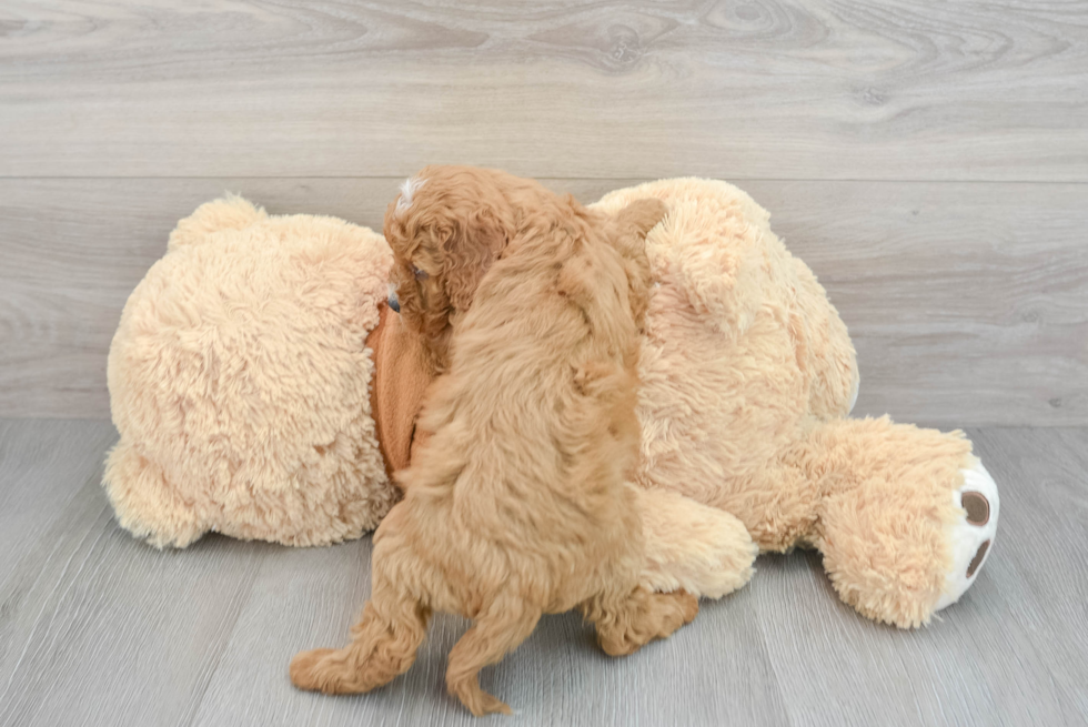 Happy Cavapoo Baby