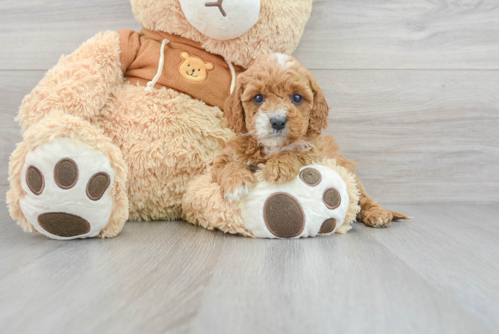 Best Cavapoo Baby