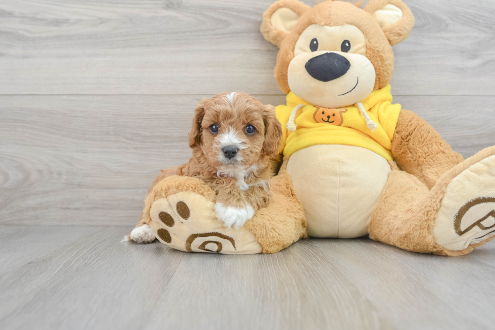 Cavapoo Pup Being Cute