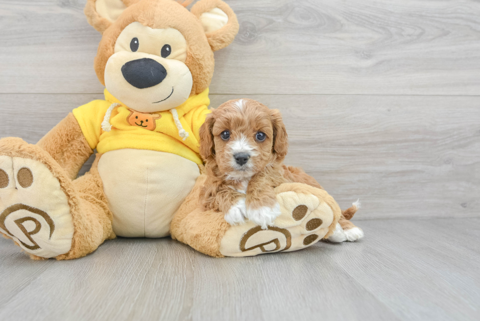 Fluffy Cavapoo Poodle Mix Pup