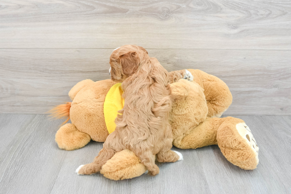 Popular Cavapoo Poodle Mix Pup