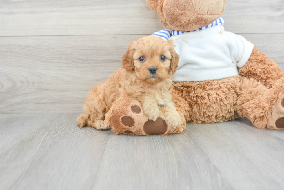 Funny Cavapoo Poodle Mix Pup