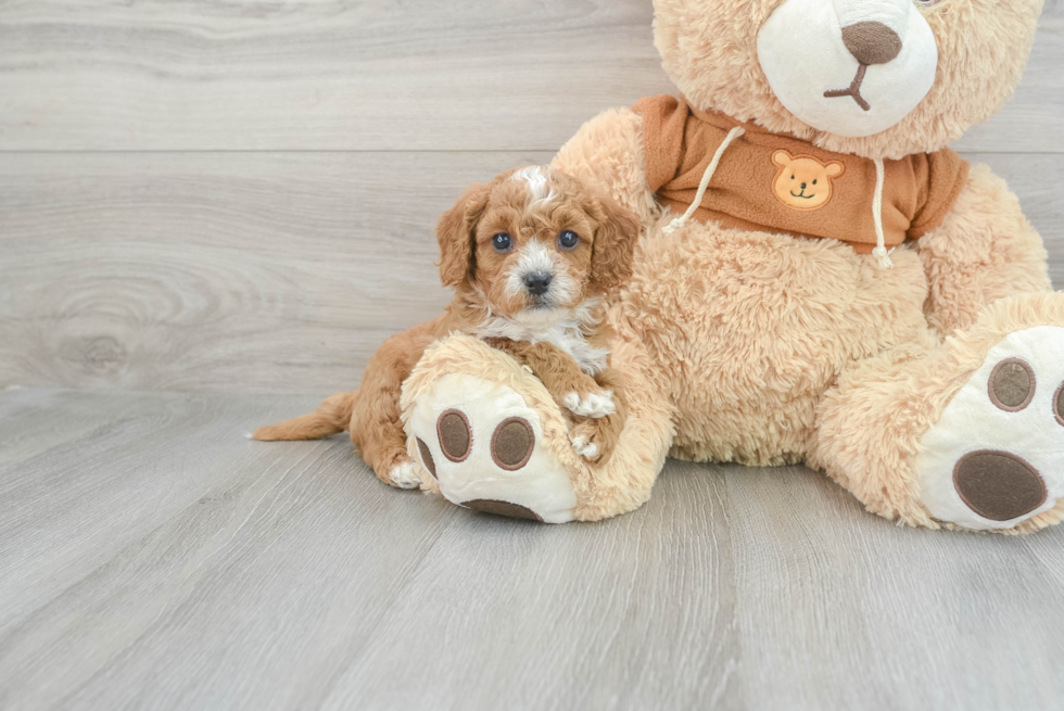 Best Cavapoo Baby