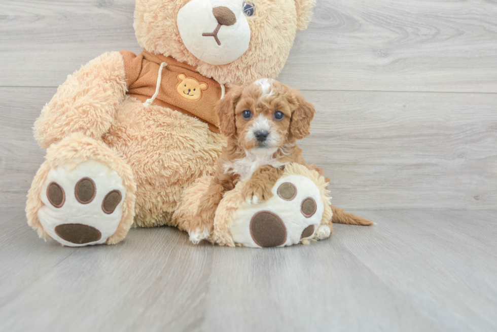 Cavapoo Puppy for Adoption