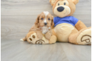 Cavapoo Pup Being Cute