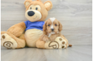 Cavapoo Puppy for Adoption