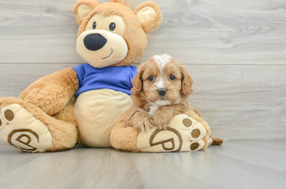 5 week old Cavapoo Puppy For Sale - Premier Pups