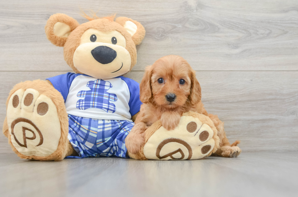 5 week old Cavapoo Puppy For Sale - Premier Pups