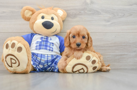 Cavapoo Pup Being Cute