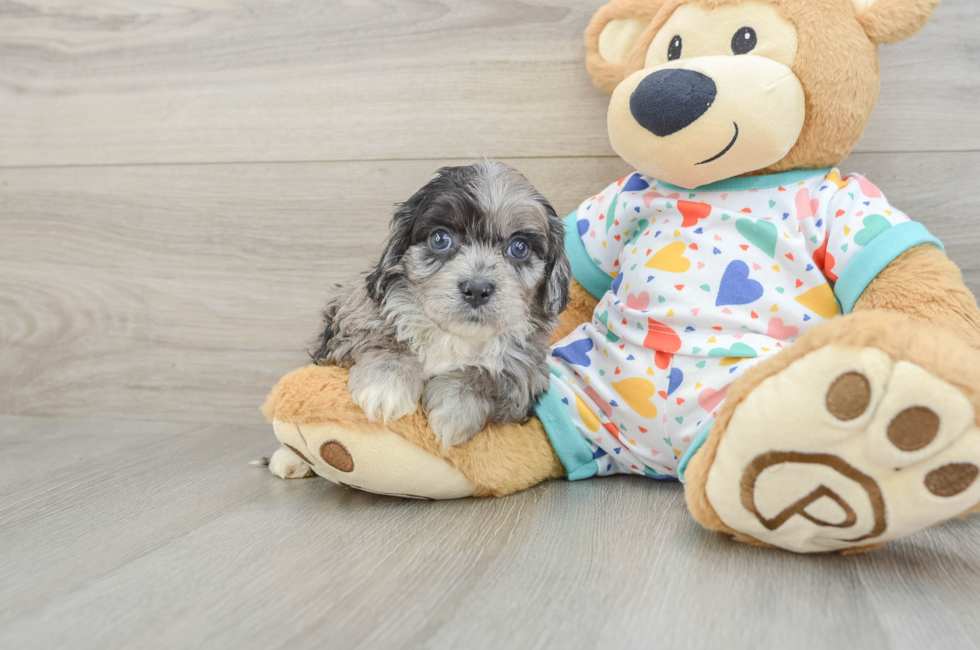 6 week old Cavapoo Puppy For Sale - Premier Pups