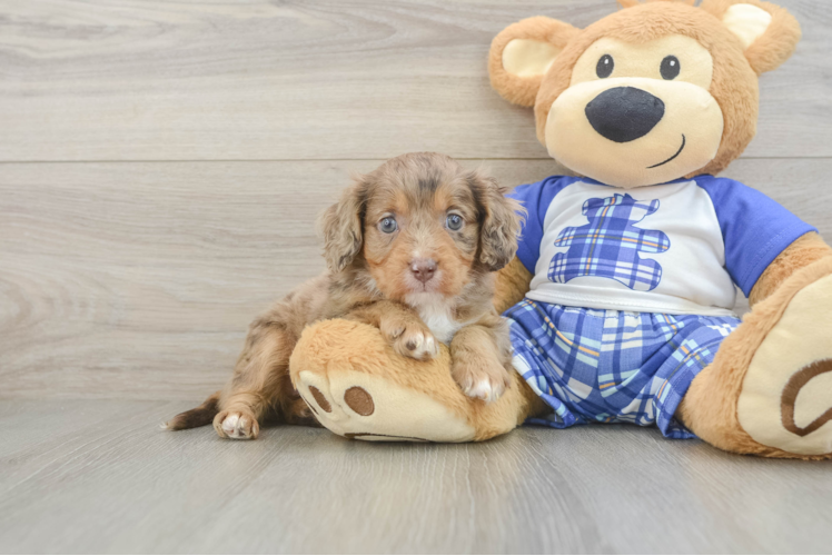 Adorable Cavalier King Charles Spaniel and Poodle Mix Poodle Mix Puppy