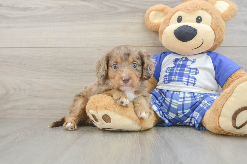 5 week old Cavapoo Puppy For Sale - Premier Pups