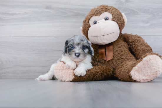 Cavapoo Pup Being Cute