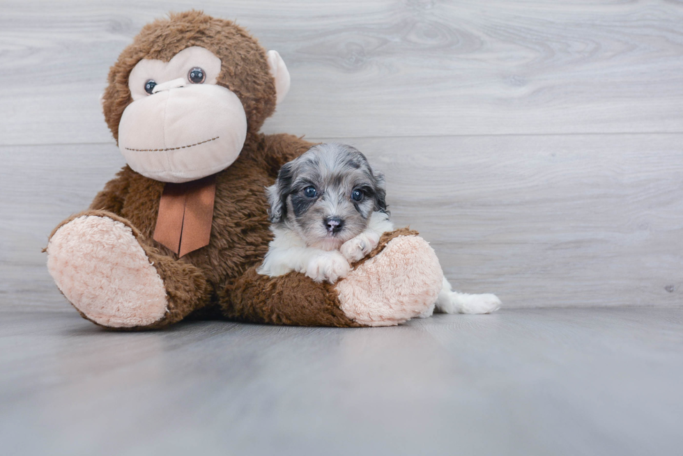 Best Cavapoo Baby