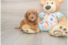 Friendly Cavapoo Baby