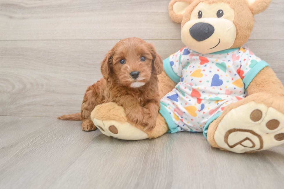 Friendly Cavapoo Baby