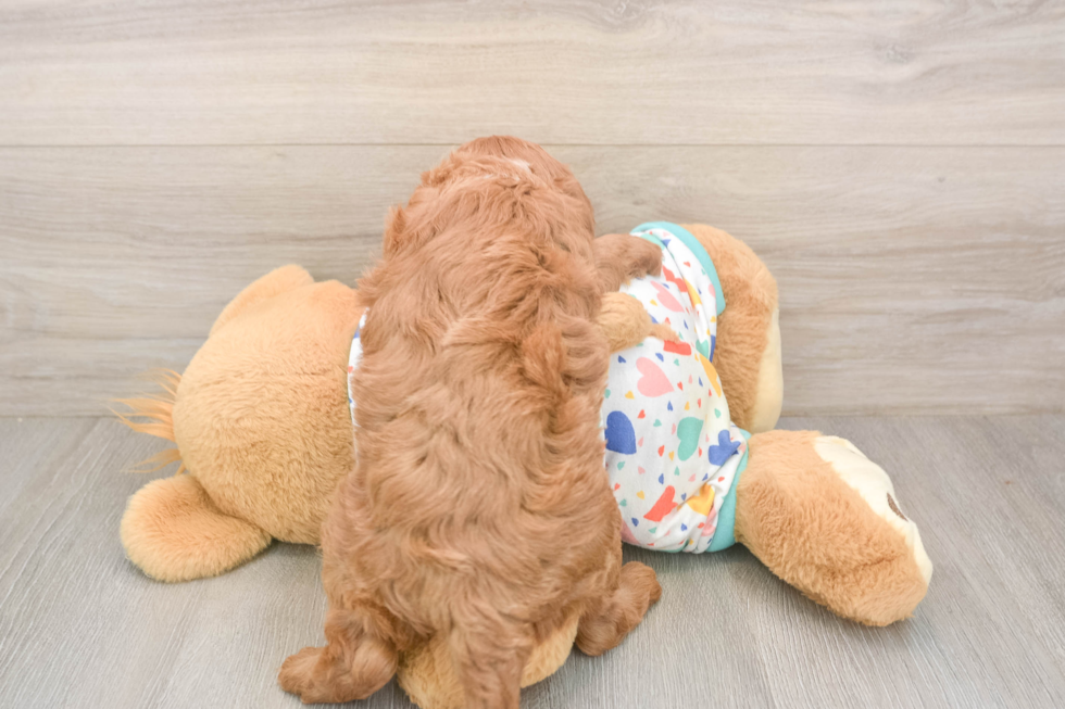 Smart Cavapoo Poodle Mix Pup
