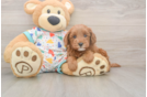 Cavapoo Puppy for Adoption