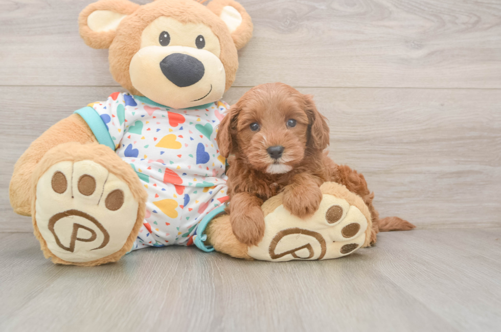 5 week old Cavapoo Puppy For Sale - Premier Pups