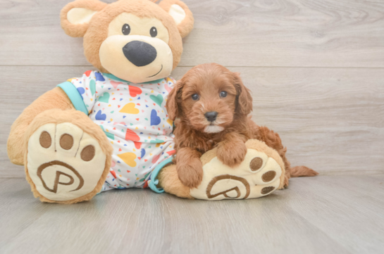 Cavapoo Puppy for Adoption