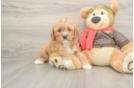 Popular Cavapoo Poodle Mix Pup