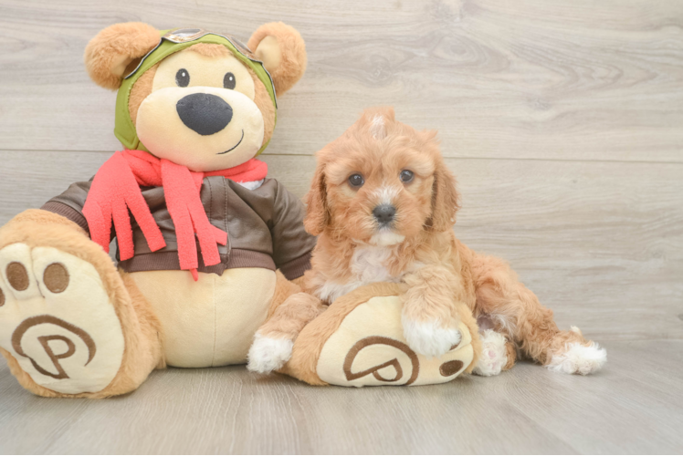 Sweet Cavapoo Baby