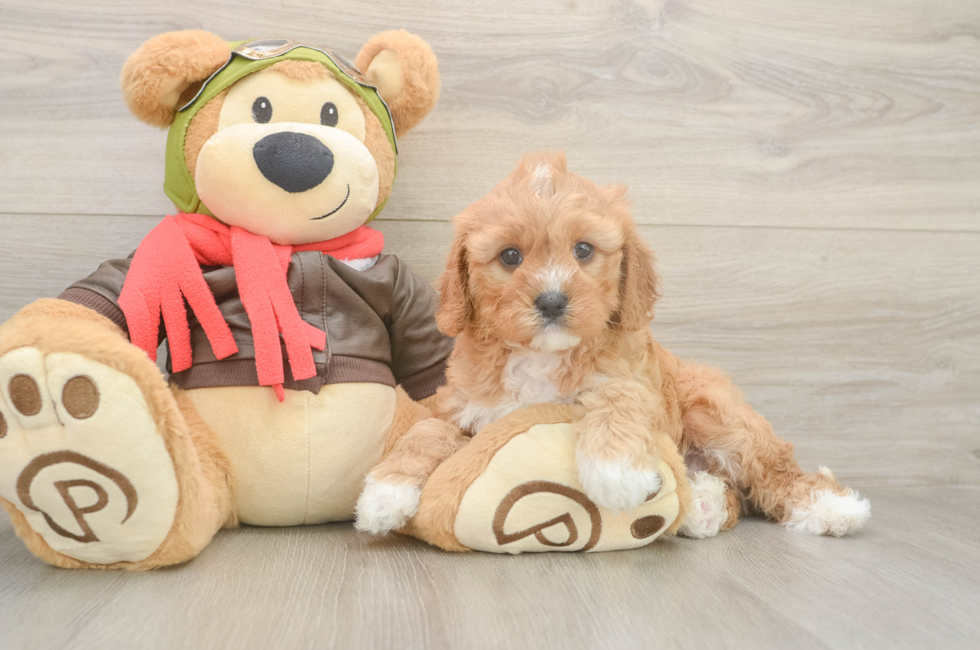 5 week old Cavapoo Puppy For Sale - Premier Pups
