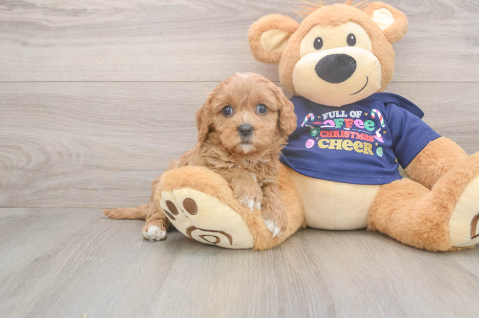 5 week old Cavapoo Puppy For Sale - Premier Pups
