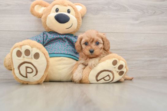 Little Cavipoo Poodle Mix Puppy