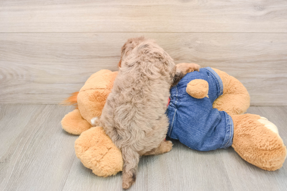 Popular Cavapoo Poodle Mix Pup