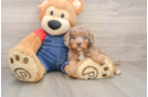 Adorable Cavalier King Charles Spaniel and Poodle Mix Poodle Mix Puppy