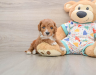 8 week old Cavapoo Puppy For Sale - Premier Pups