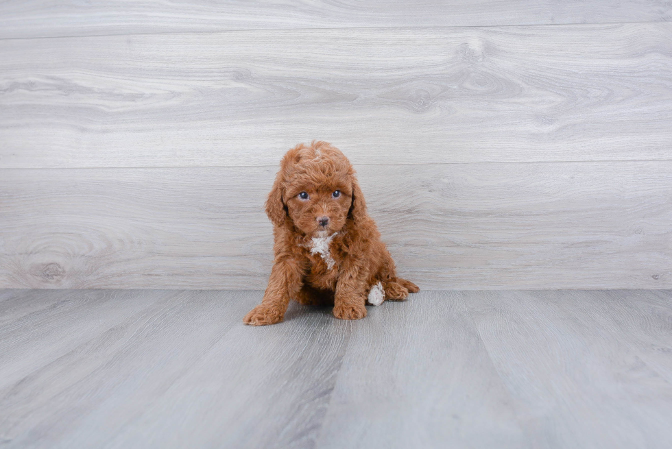 Playful Cavoodle Poodle Mix Puppy