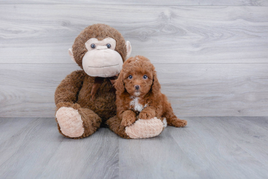 Cavapoo Puppy for Adoption