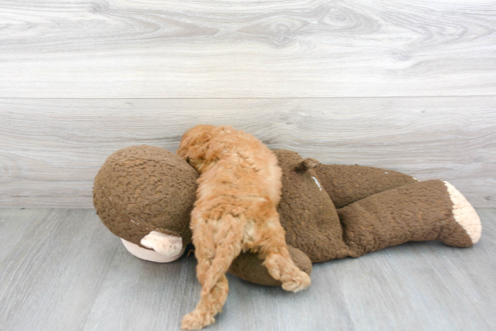 Adorable Cavoodle Poodle Mix Puppy