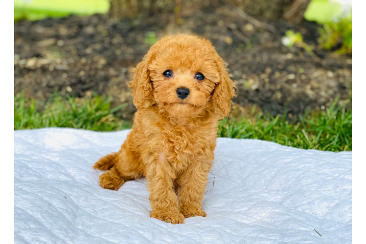 Small Cavapoo Baby