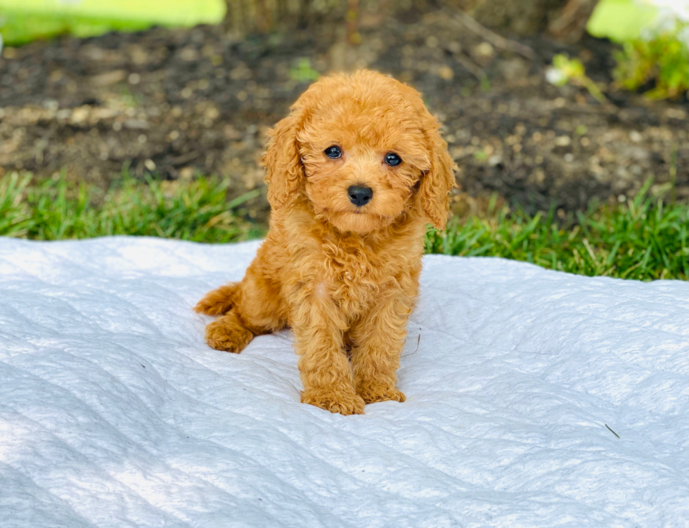 Fluffy Cavapoo Poodle Mix Pup