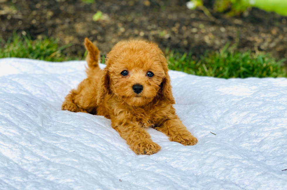 Cavapoo Pup Being Cute