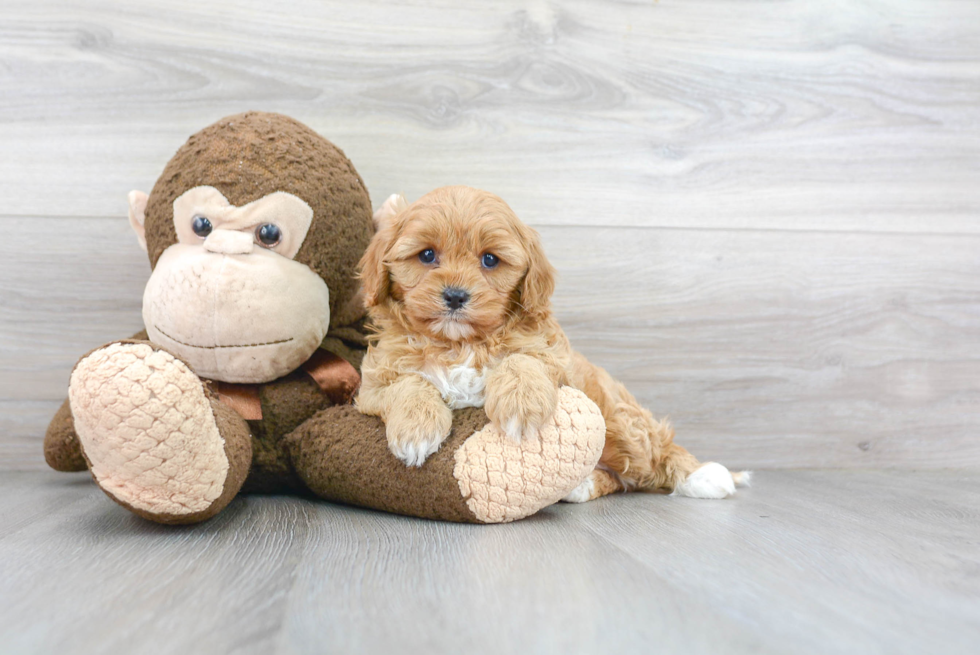 Cavapoo Puppy for Adoption