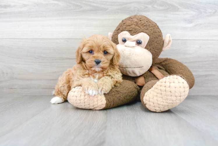 Petite Cavapoo Poodle Mix Pup