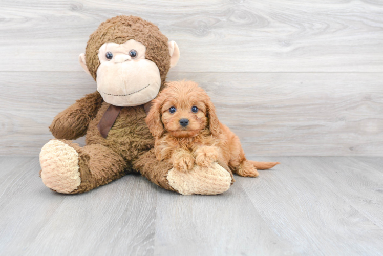 Friendly Cavapoo Baby