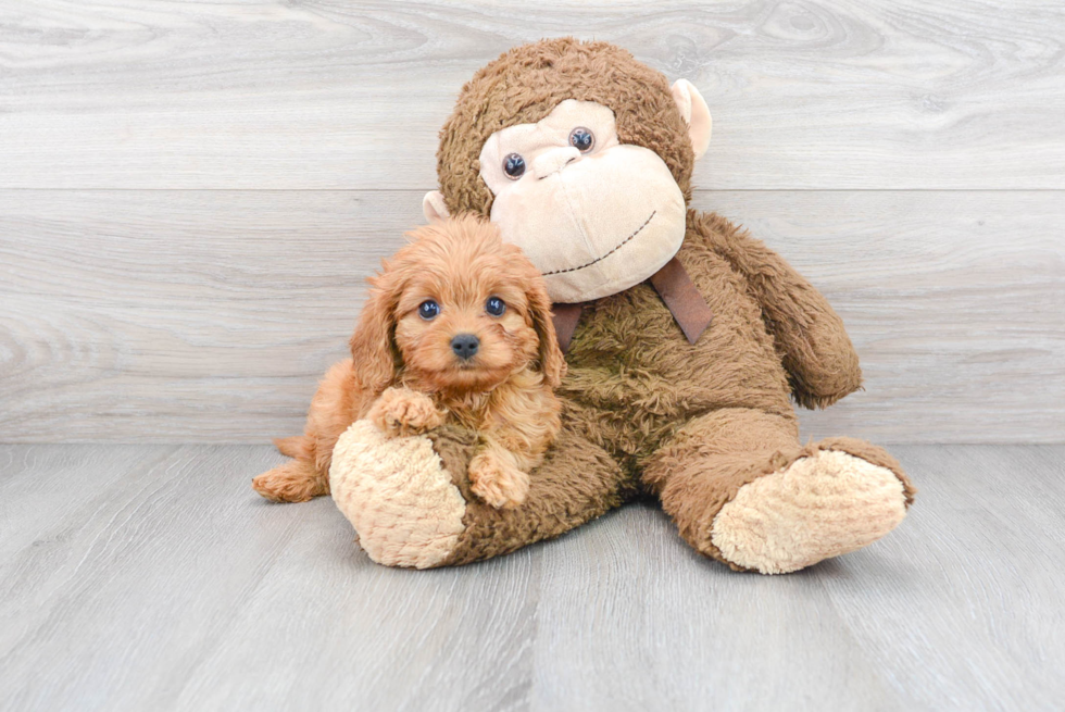 Funny Cavapoo Poodle Mix Pup