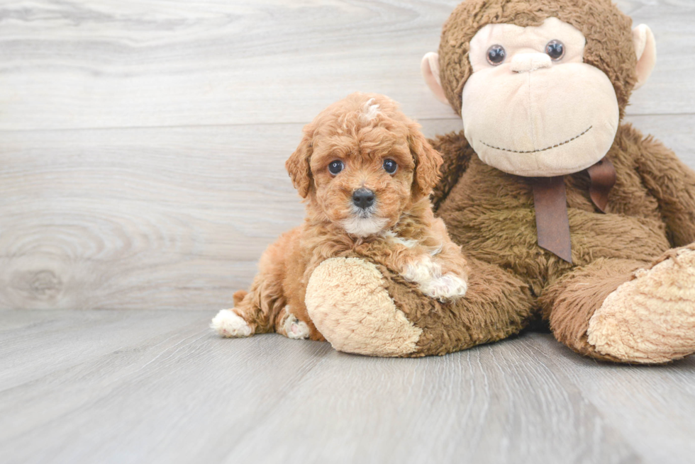 Best Cavapoo Baby