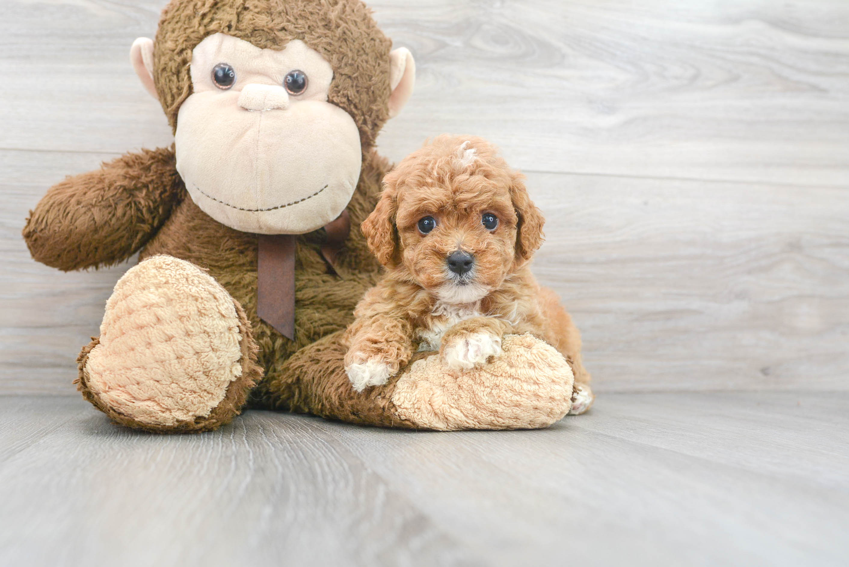 Best Cavapoo Baby