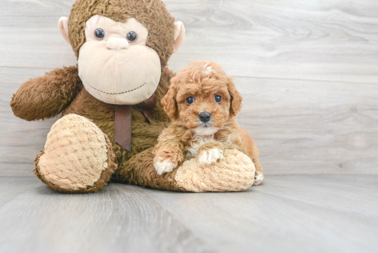 Best Cavapoo Baby