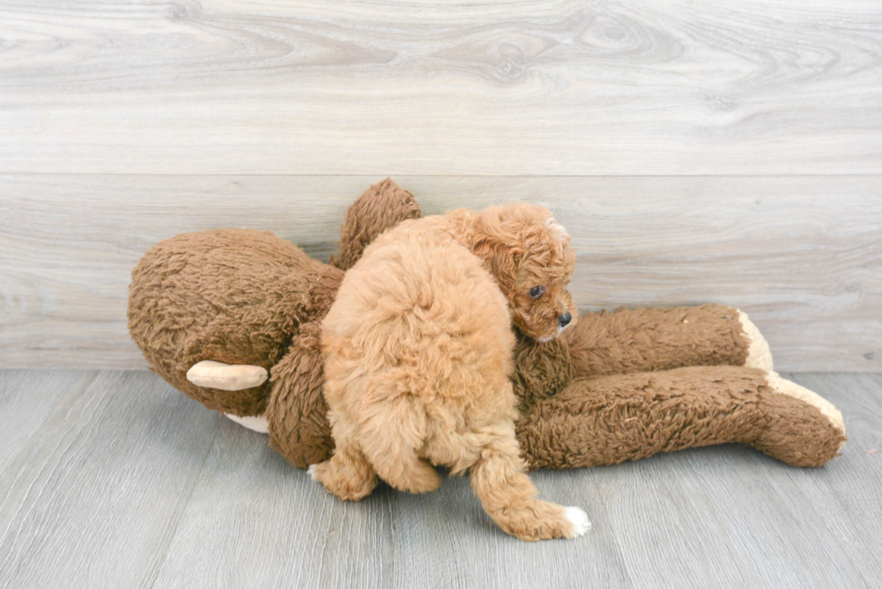 Playful Cavoodle Poodle Mix Puppy