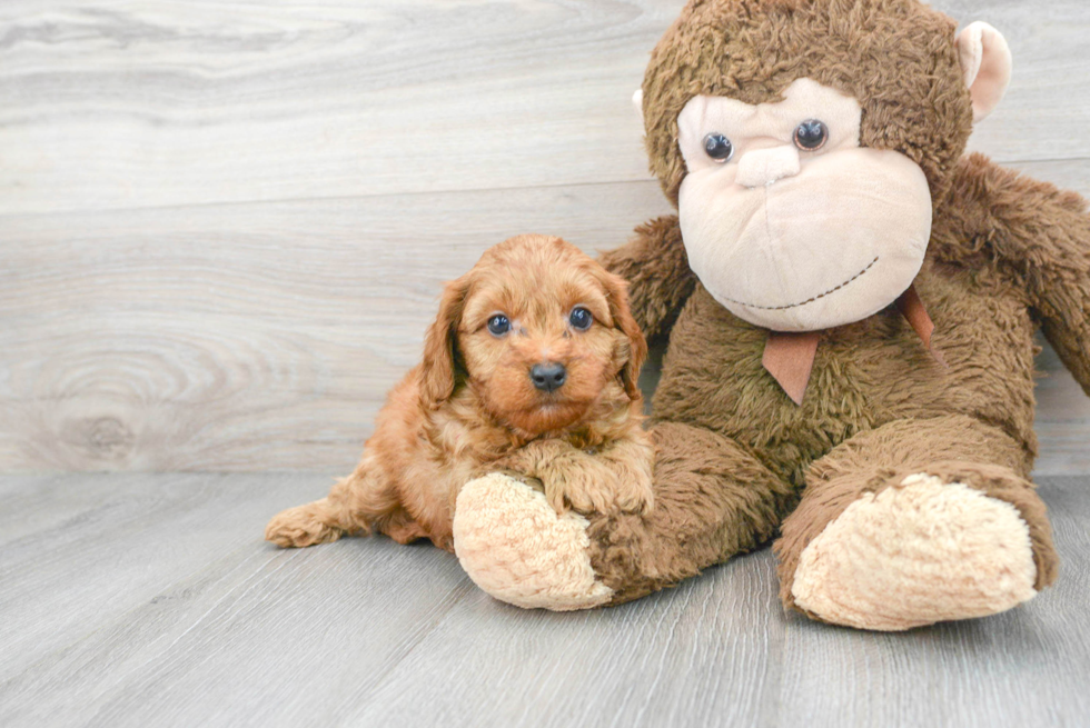 Cavapoo Pup Being Cute